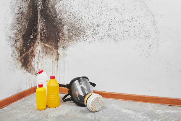Best Mold Cleaning Services  in Franklin, GA
