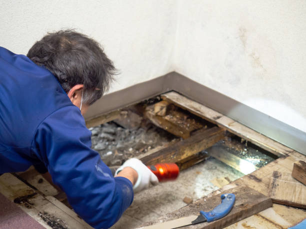 Best Same-Day Mold Removal  in Franklin, GA