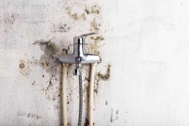 Best Mold Testing and Removal  in Franklin, GA