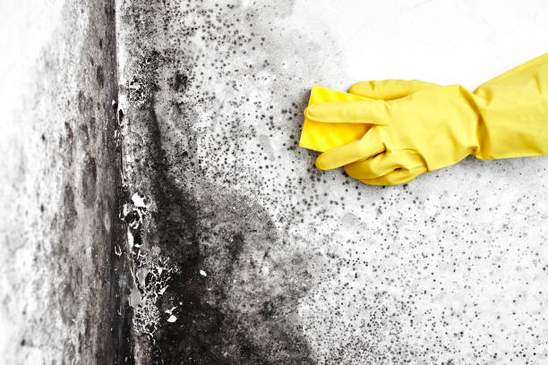 Best Home Mold Removal  in Franklin, GA