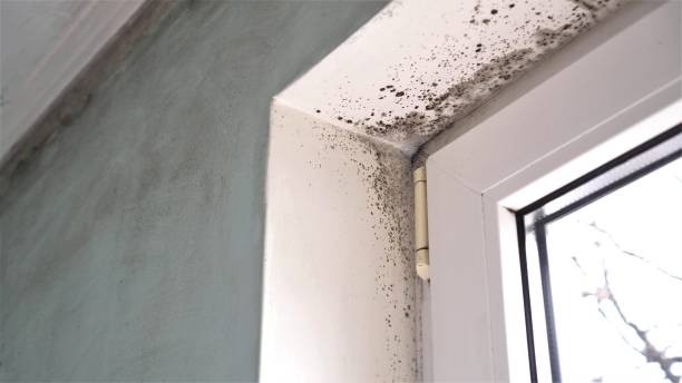Best Mold Removal Company Near Me  in Franklin, GA