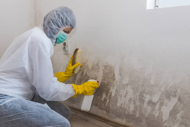 Mold Removal and Inspection in Franklin, GA