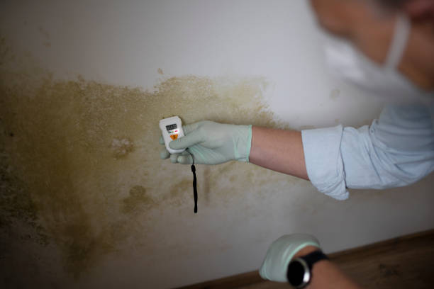 Best Mold Inspection  in Franklin, GA