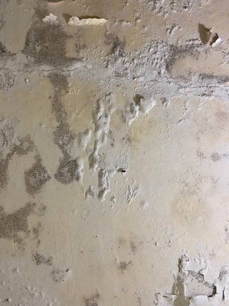 Mold Testing and Removal in Franklin, GA