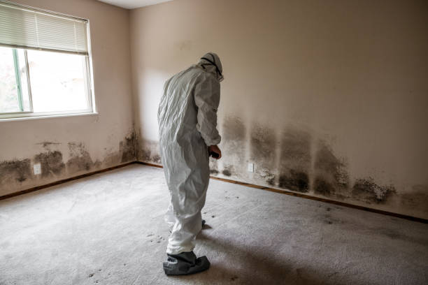 Best Certified Mold Removal  in Franklin, GA