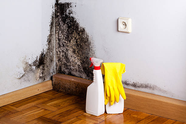 Best Mold Removal and Inspection  in Franklin, GA