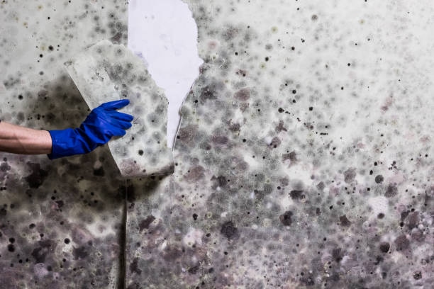 Best Emergency Mold Removal  in Franklin, GA