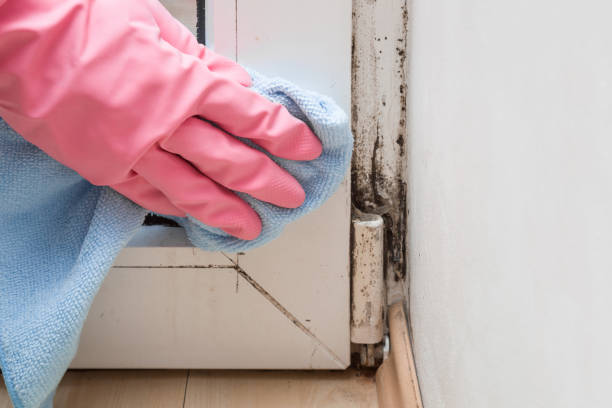Franklin, GA Mold Removal Company
